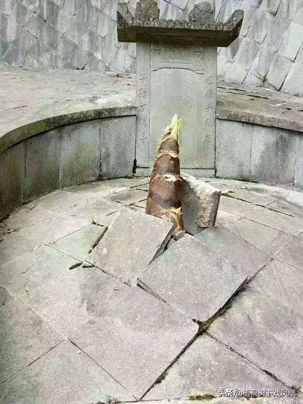 火化后再土葬要不要骨灰盒,火化后骨灰盒可以回乡土葬吗