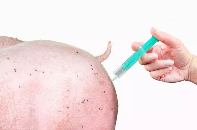 猪群流行性腹泻怎么办,猪腹泻可以打疫苗吗
