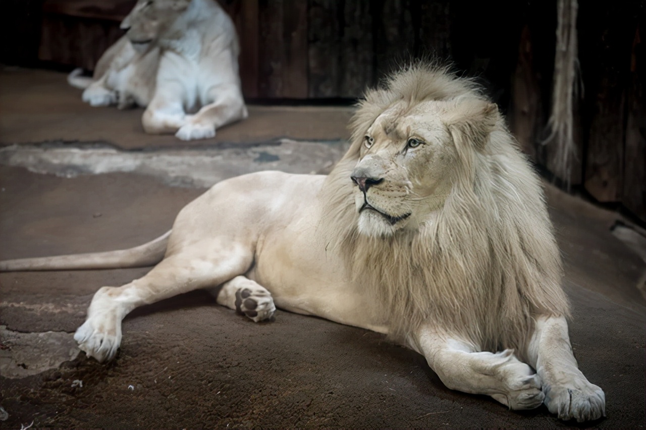 世界十大最贵宠物世界上最贵的宠物是什么