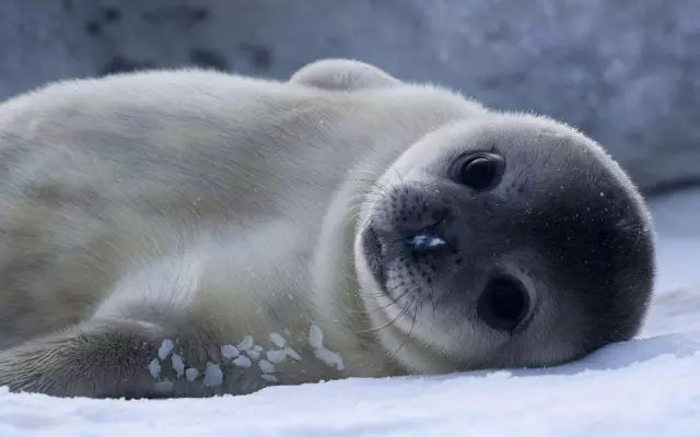 它土圆肥，却是出了名的网红