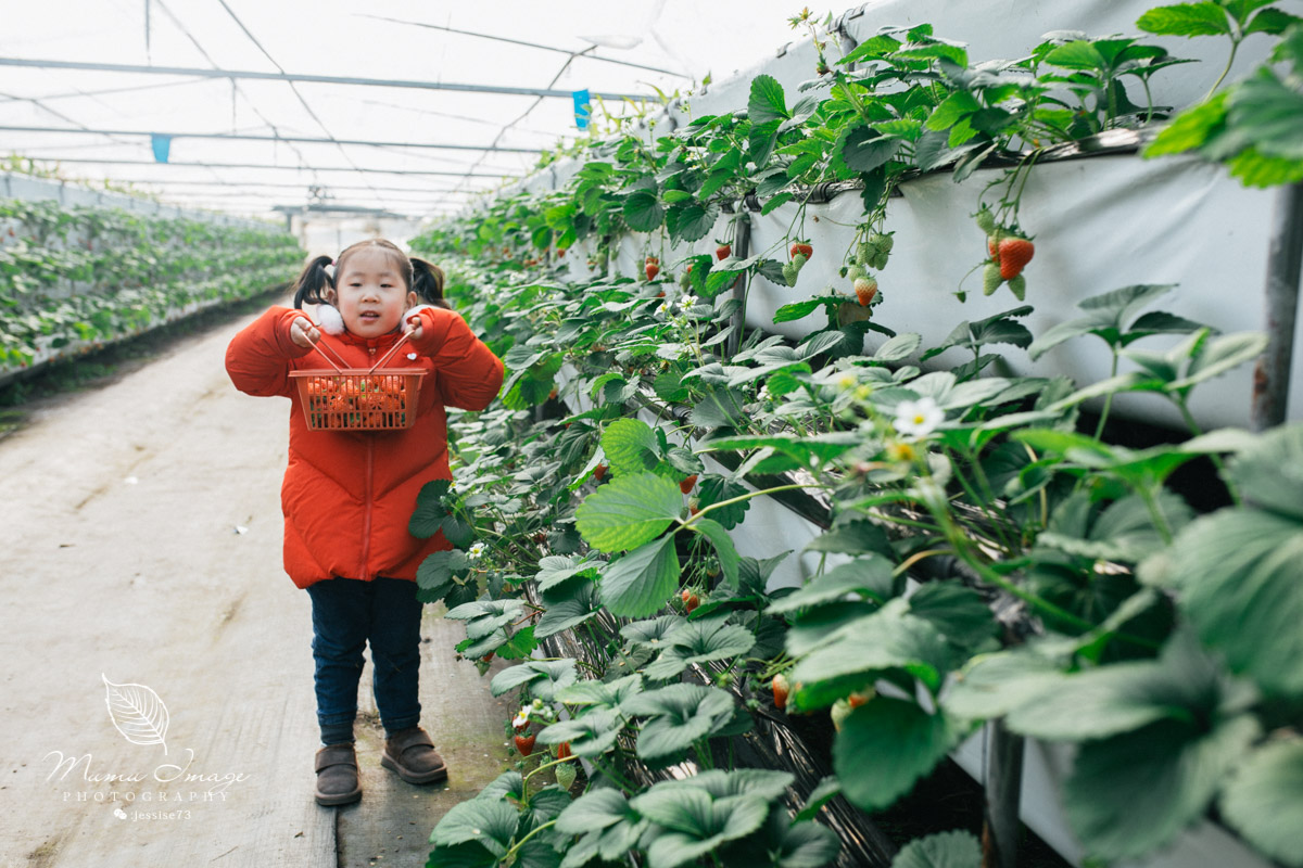 几百亩草莓采摘基地，无销售，不够卖，老板：绿色天然无公害