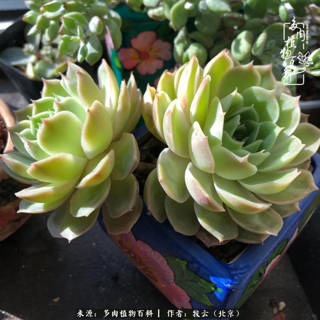 多肉植物一样的生机勃勃,多肉生活充满诗意