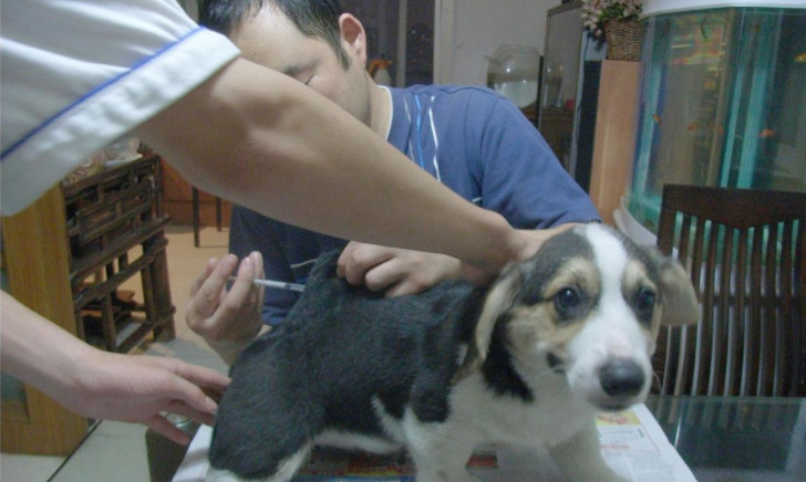 辟谣狗狗,狗狗辟谣