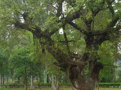 榕树盆景施什么肥料最好,榕树肥料配方大全