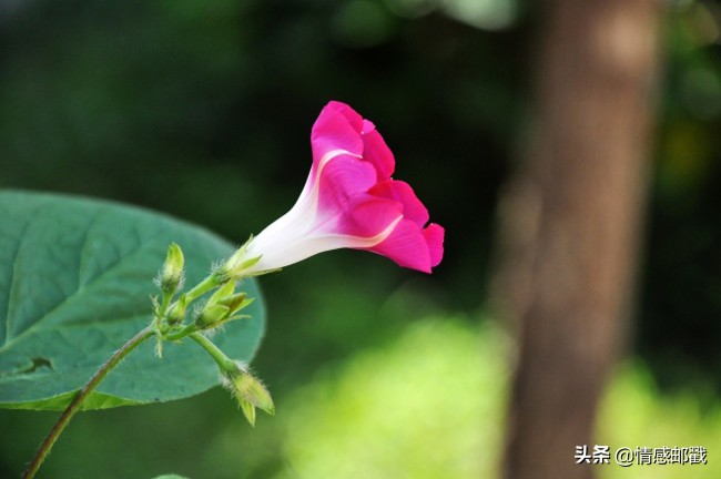 志贺直哉读后感,志贺直哉作品集