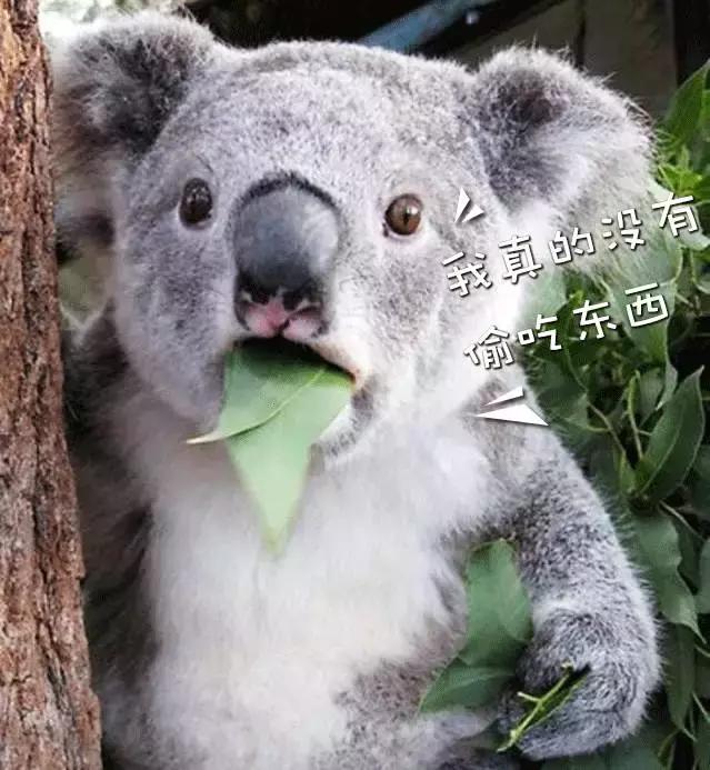 澳洲零食推荐之麦片篇,澳洲大牌零食