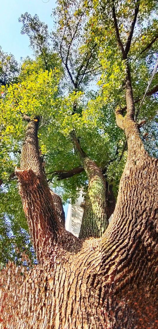 合肥学校里的网红,合肥最牛的初中学校