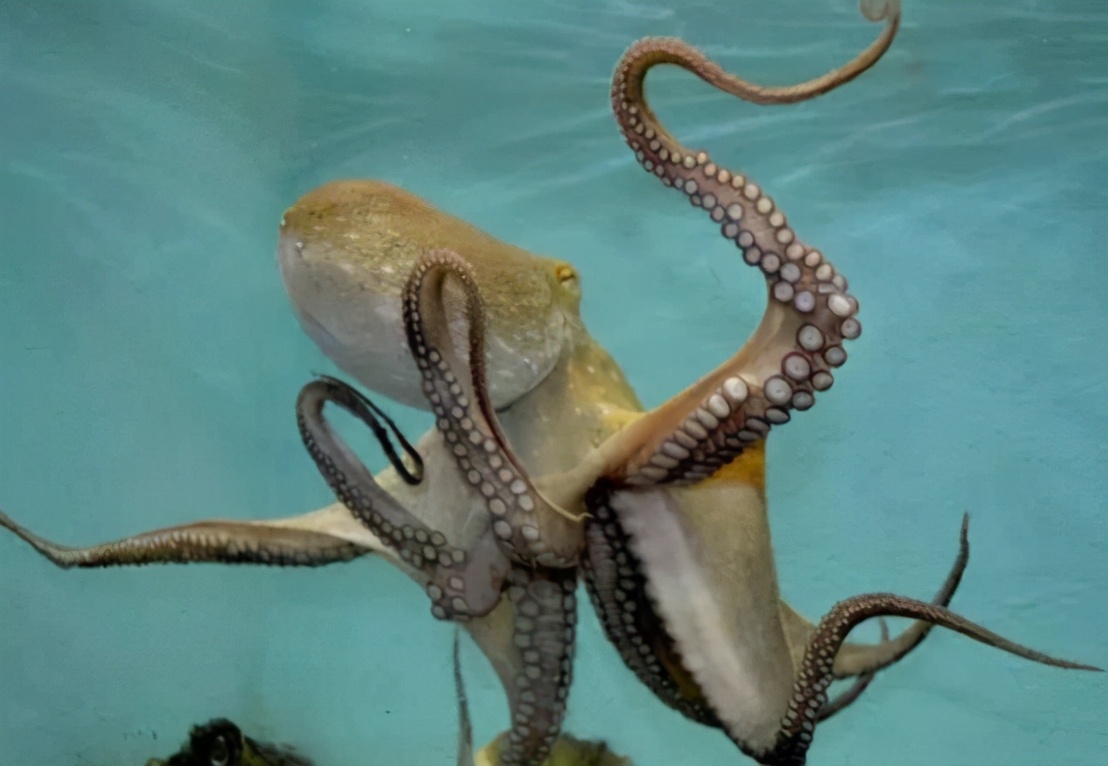 章鱼真的是外星来客吗,章鱼是不是外星生物