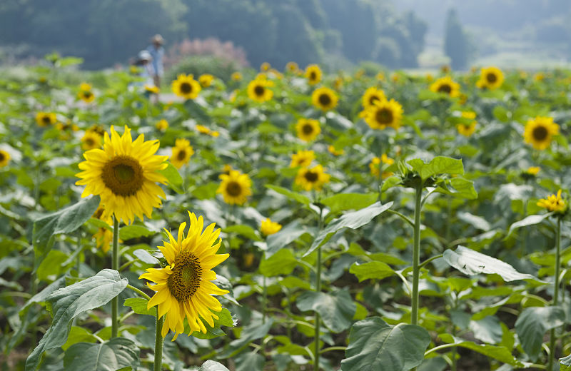 向日葵结籽要多久,怎么让向日葵籽饱满