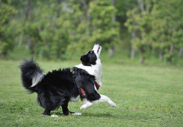 最受欢迎的六种中型犬,十种最省心的中型犬