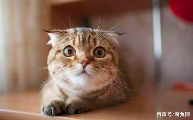 被猫抓了后发烧了怎么办,被宠物猫咬出血了要打狂犬疫苗吗