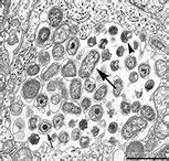 猫咪支原体引起的结膜炎怎么治,猫支原体结膜炎一直没恢复