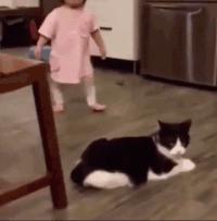 猫咪那些小心思图鉴,坏心眼猫咪合集