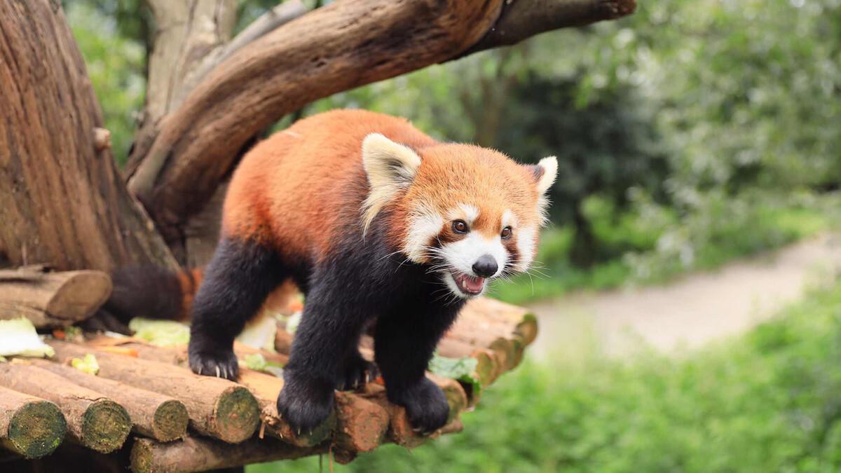 昆明旅游4a级景区有哪些,昆明市内旅游景区推荐