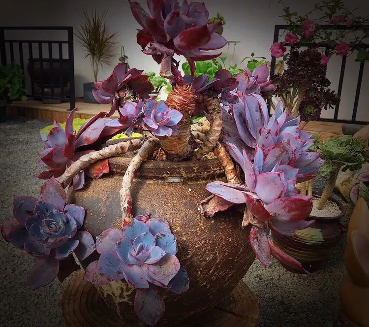 冬去春来,愿你无恙,疫情退去,养肉依旧!