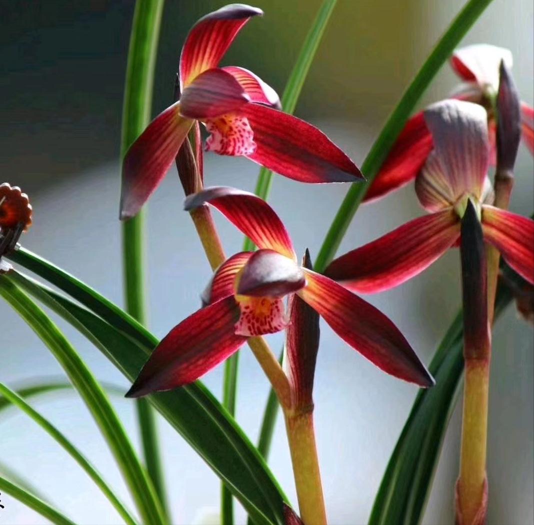 彭州市丽春镇丽景兰花产业园,彭州市丽春镇逸菲兰花种植场