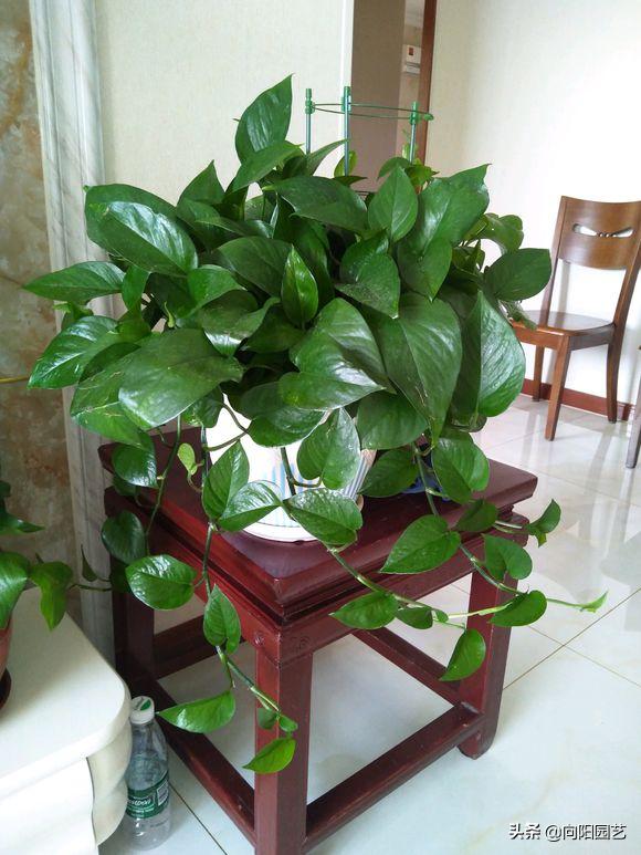 绿萝黄叶加什么改善,绿萝有黑斑点和黄叶怎么补救