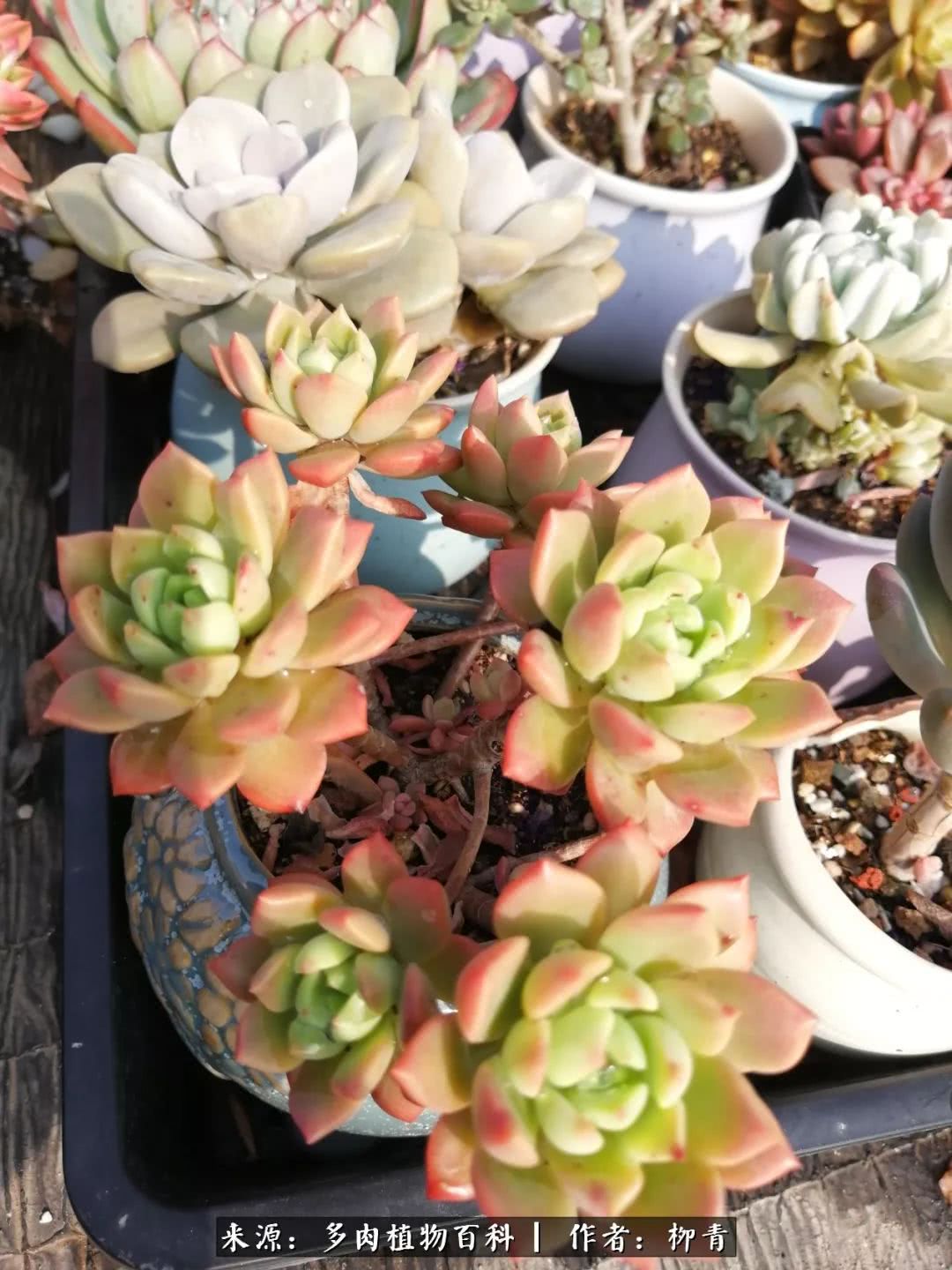 从入卡坑一个月到入卡坑三年,从入坑到现在所有品种开花图