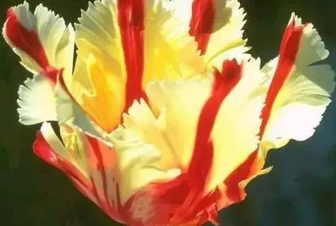 世界各国国花国树大全,世界地图及各国国花