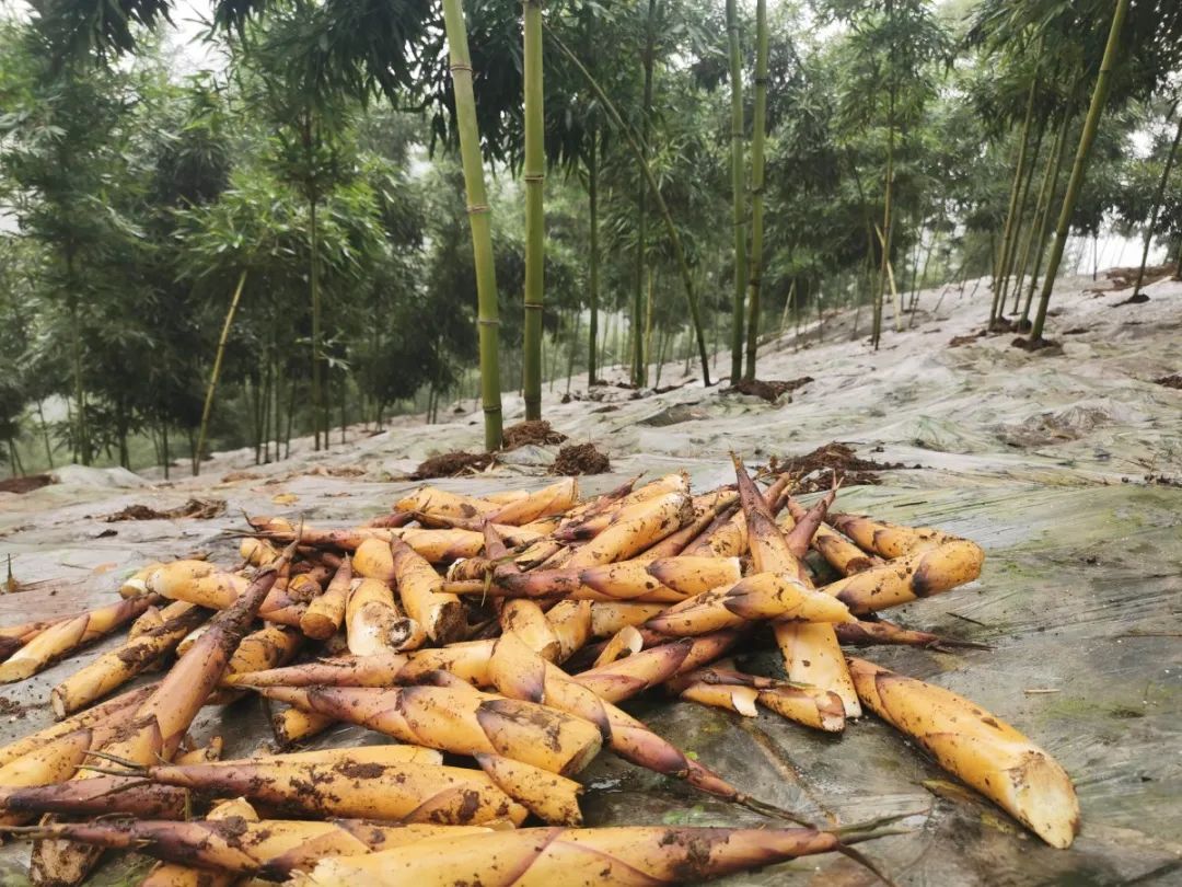 人间四月天恰逢春意浓,人间四月天暮春时节