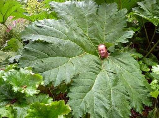 世界上有奇特现象的植物,世界上有哪些奇怪的叶子