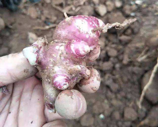 种雪莲果要先育苗再种吗,种植雪莲果是单棵好还是多棵好