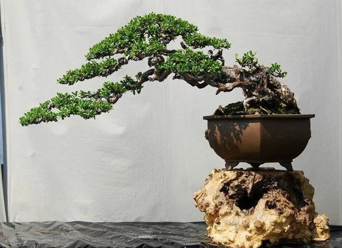 盆景的修剪方法和技巧,盆景修剪造型的步骤