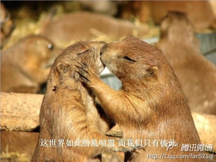 我只想说声爱你,只想再爱你一次