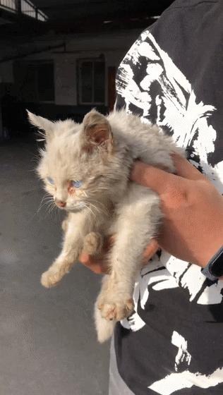 猫吃钢丝球视频,吃钢丝球的猫咪