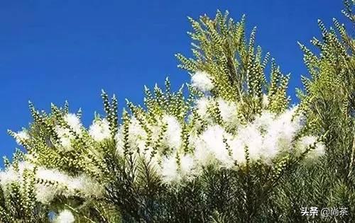 茶叶树和山茶油树的区别是什么,山茶花和茶油树区别图片大全