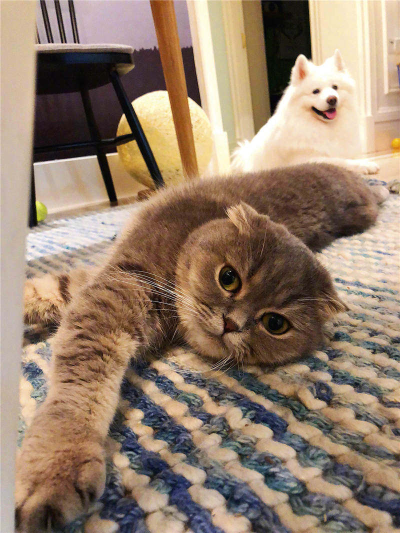 楼楼网红猫咪,楼楼网红猫是什么品种