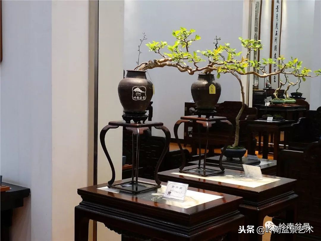 我国盆景艺术的发展现状,中国盆景发展现状论文