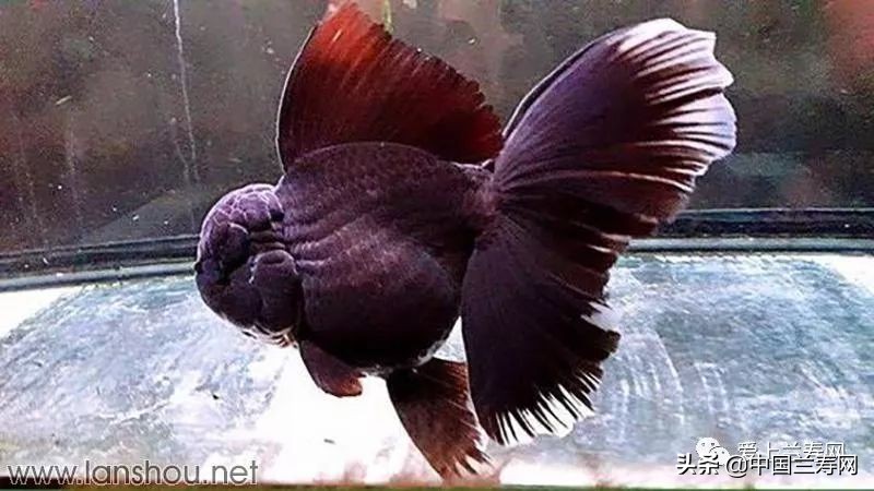 那些企图拿尾巴征服世界的金鱼们