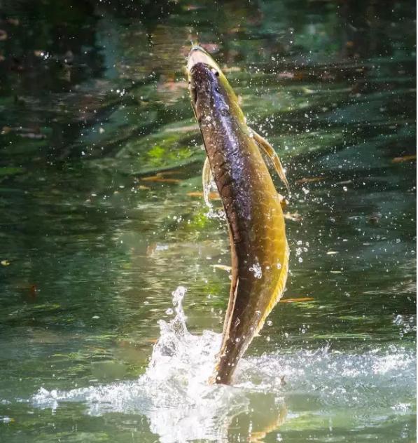 养龙鱼用什么缸最合适？讲真的，这门学问你可能只掌握了1%