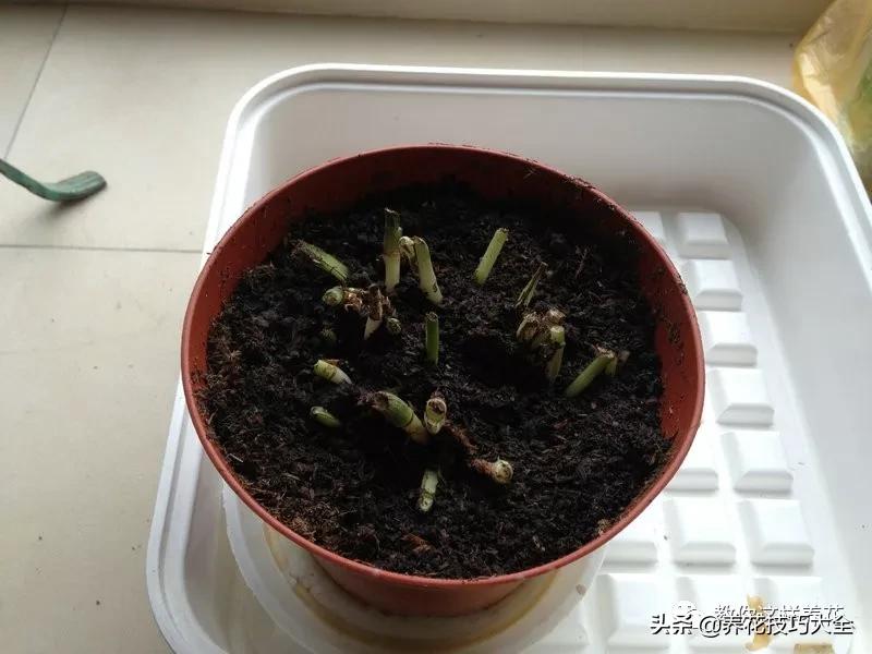 绿萝铜钱草家庭养殖,绿萝发财树黄叶子怎么办呢