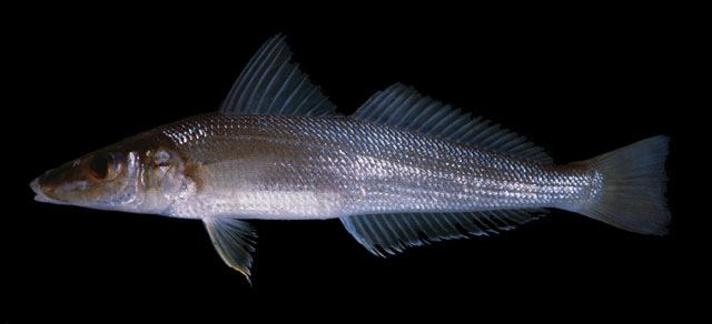 海边钓鱼技巧和方法,感受不到钓鱼的乐趣怎么办