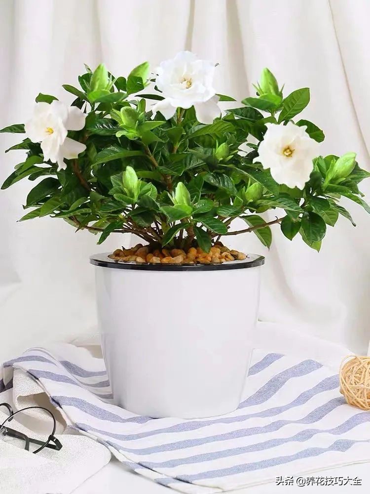 什么品种的香水花最好养,10种最香的香水花