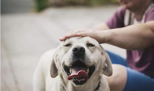 怎么看狗狗喜不喜欢和你待一起,狗狗不喜欢自己怎么办