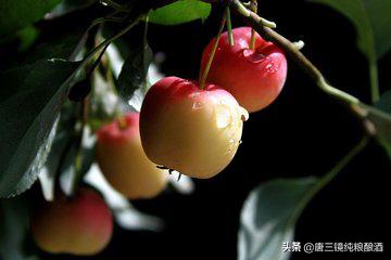 唐三镜酿造水果白兰地,唐三镜酿酒技术