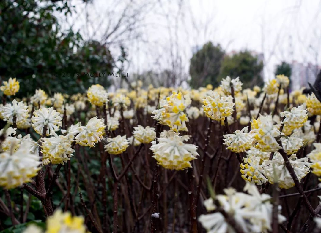 康泰时f2镜头评测,康泰时contaxg21f2.8镜头