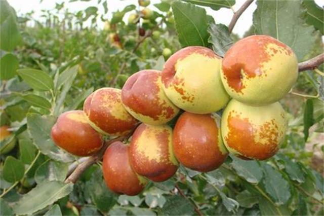 盛昌苗木,盛昌果品园