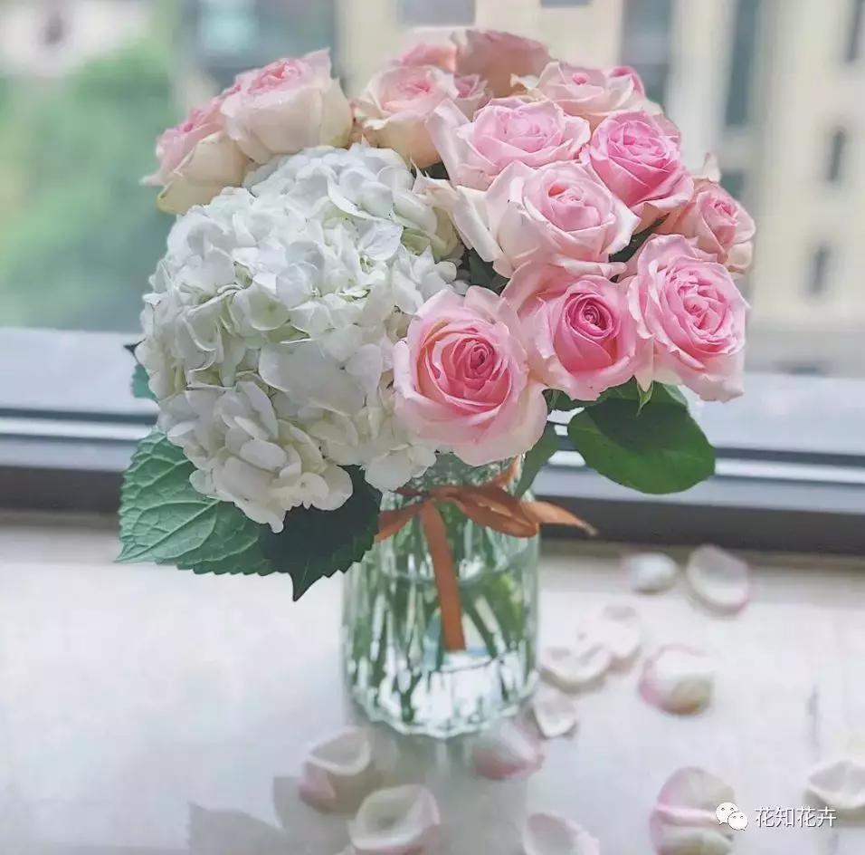 中国玫瑰大家族——雪山玫瑰详解（二）