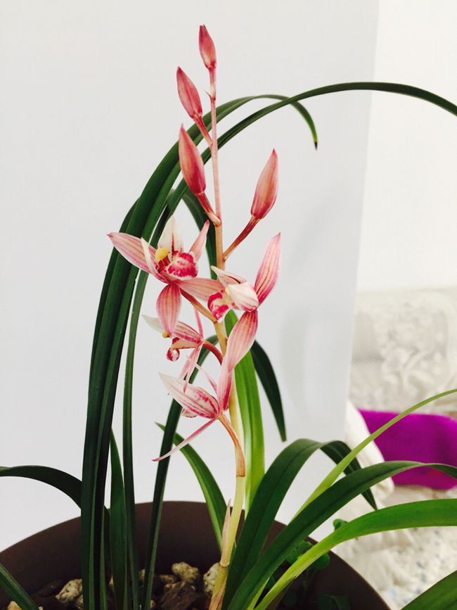 最耐阴不需要阳光的植物室外,喜阴怕阳光非常好养的盆栽大全