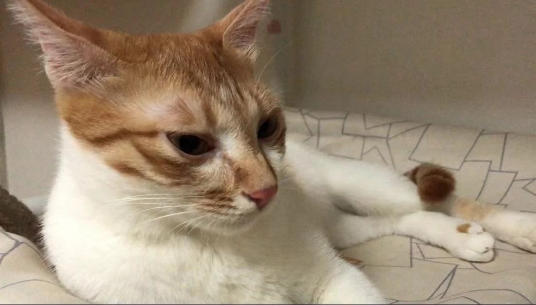 猫罐头里卡拉胶的危害,猫罐头里加卡拉胶正常吗