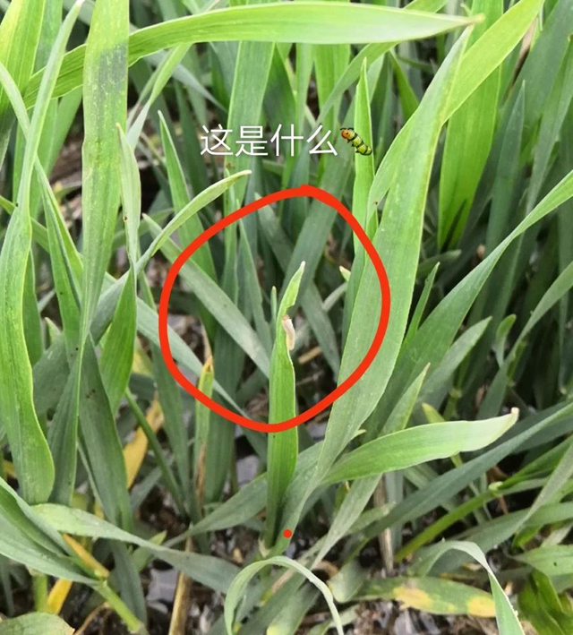 小麦虫最佳防治时间,小麦生虫出蛾怎样防控