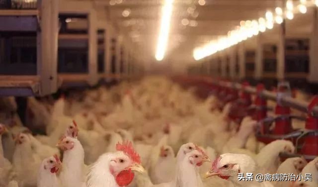 鸡子瘫痪腿软怎么治疗,鸡子腿软站不起来怎么办