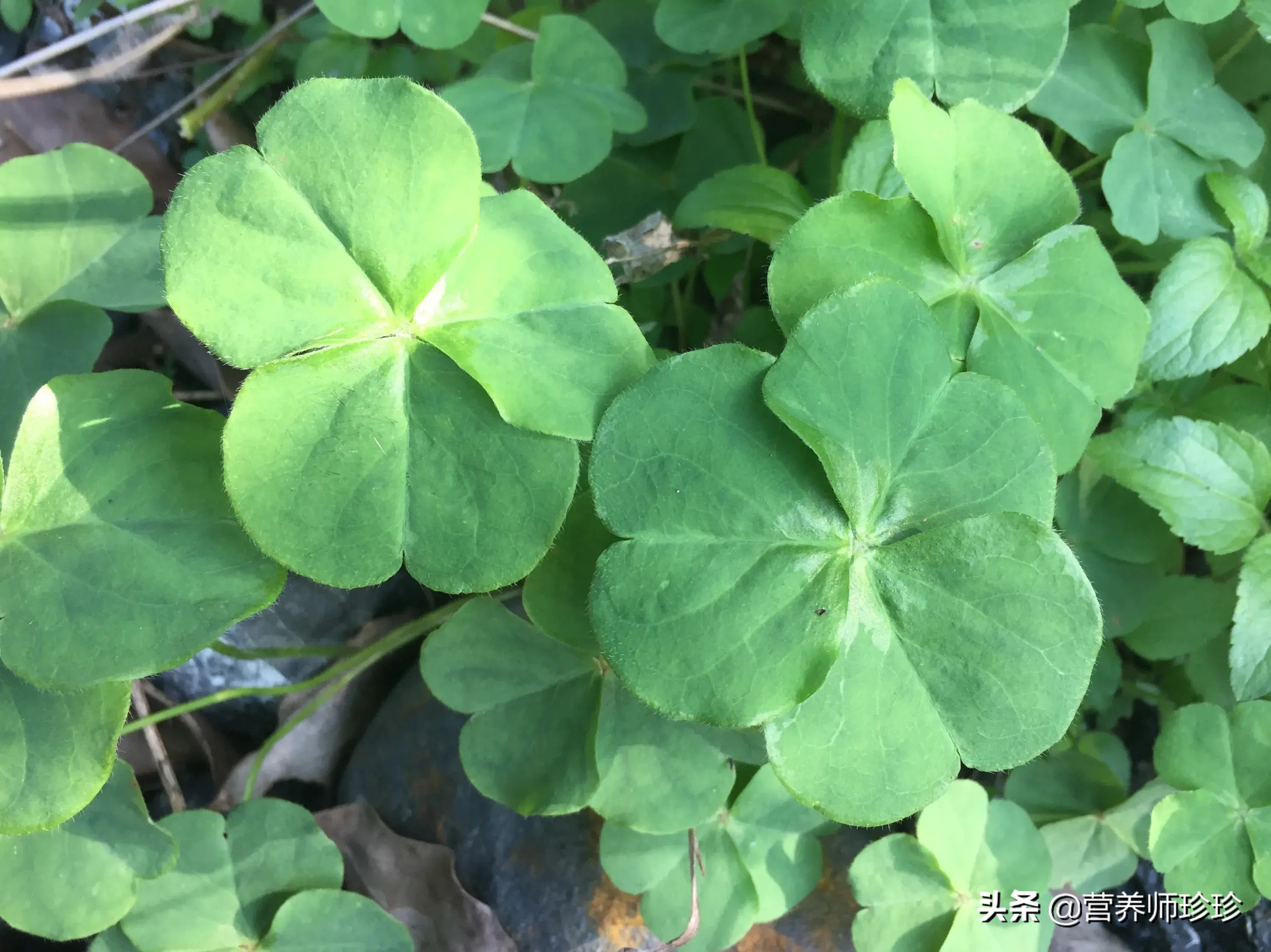 农村这野菜被称土人参,农村常见一种草价值珍贵