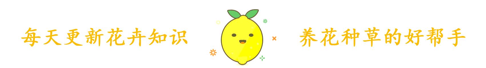 水培富贵竹子烂根,水培富贵竹叶子有点黄怎么办