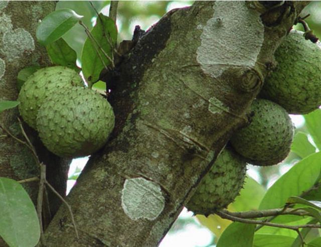 能治癌症的红色果子,抗癌最强的果子