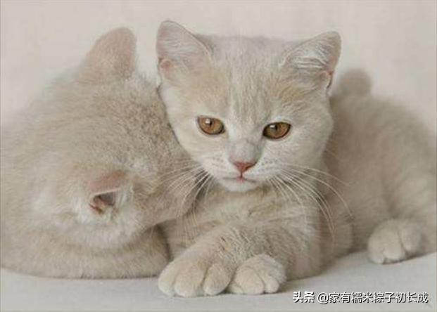 猫咪呕吐未消化完的食物怎么办,猫咪吃完化毛膏呕吐是什么原因